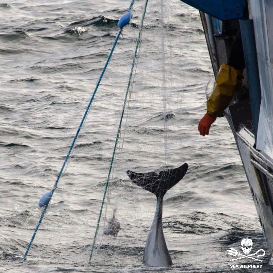 image: Sea Shepherd France